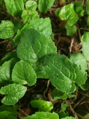 Campanula rapunculoides