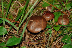 Suillus luteus