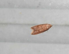 Tachystola acroxantha