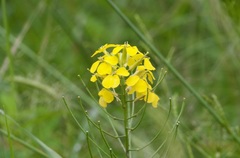 Erysimum capitatum