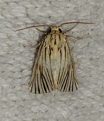 Eulithosia discistriga