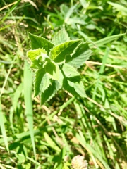 Mentha longifolia