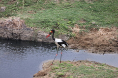 Ephippiorhynchus senegalensis