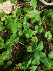 Campanula rapunculoides