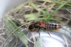 Platydracus cinnamopterus