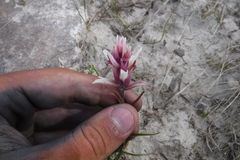 Castilleja elegans