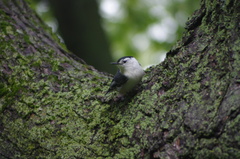 Sitta carolinensis