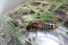 Platydracus cinnamopterus