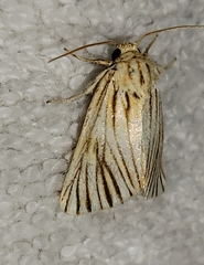 Eulithosia discistriga