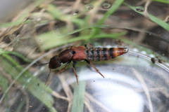 Platydracus cinnamopterus