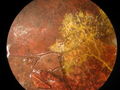 Physarum melleum