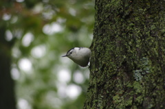 Sitta carolinensis