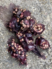 Urocyon cinereoargenteus