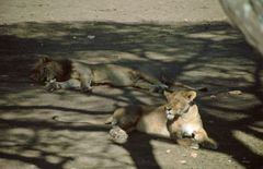 Panthera leo melanochaita