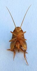 Myrmecophilus pergandei