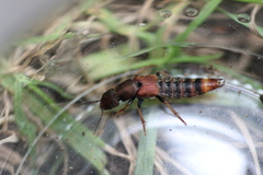 Platydracus cinnamopterus