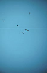 Leptoptilos crumenifer