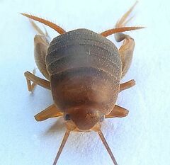 Myrmecophilus pergandei