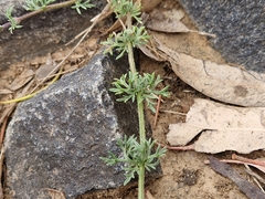 Glandularia aristigera