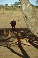 Syncerus caffer caffer