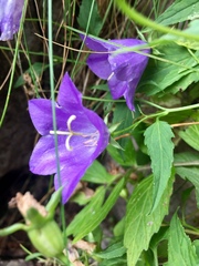 Campanula carpatica