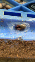 Trachelas tranquillus