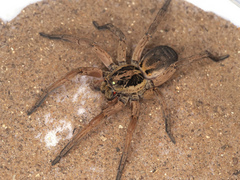 Trochosa