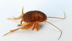 Myrmecophilus pergandei