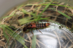 Platydracus cinnamopterus