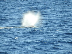 Physeter macrocephalus