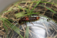 Platydracus cinnamopterus