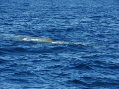 Physeter macrocephalus