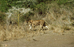 Syncerus caffer caffer