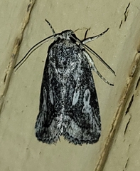 Aleptina junctimacula