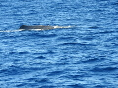 Physeter macrocephalus