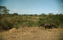 Syncerus caffer caffer