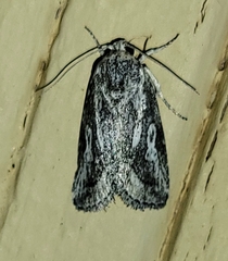 Aleptina junctimacula