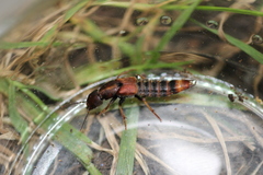 Platydracus cinnamopterus