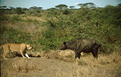 Syncerus caffer caffer