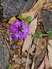 Glandularia aristigera