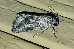 Aleptina junctimacula