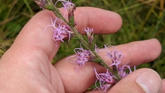 Liatris gracilis