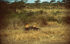 Panthera leo melanochaita