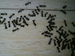 Tetramorium caespitum