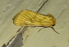 Eulithosia papago