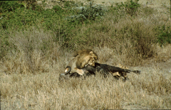 Syncerus caffer caffer