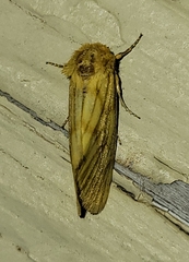 Eulithosia papago