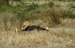 Syncerus caffer caffer