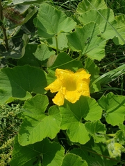 Cucurbita pepo