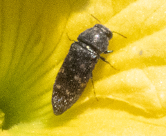 Acmaeodera tubulus